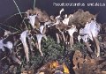 Craterellus sinuosus-amf388-1